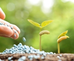 Tác dụng của NPK & cách chọn phân theo giai đoạn