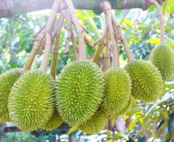 Bón phân cho sầu riêng giai đoạn nuôi trái