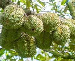 Cẩm Nang Chăm Sóc Và Bón Phân Cho Cây Sầu Riêng