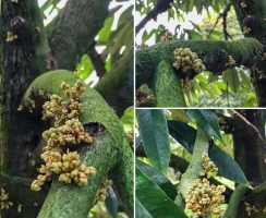 5 LƯU Ý QUAN TRỌNG KHI TẠO MẦM SẦU RIÊNG TRONG TIẾT LẠNH