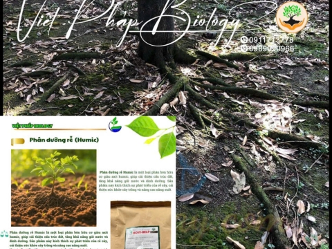 Hoạt động của Việt Pháp