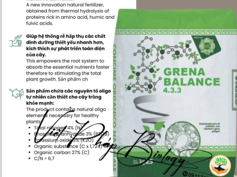 Hoạt động của Việt Pháp