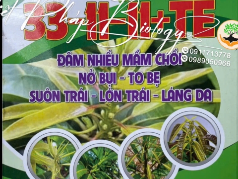 Hoạt động của Việt Pháp