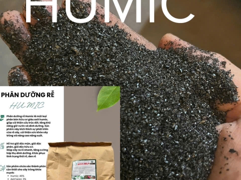 Hoạt động của Việt Pháp - 20/12 