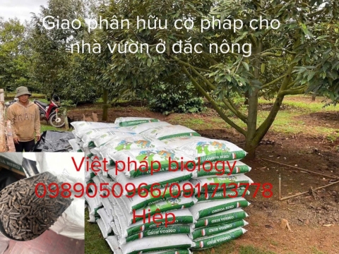 Hoạt động của Việt Pháp - 20/12 