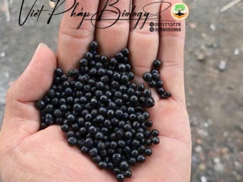 Hoạt động của Việt Pháp - 20/12 