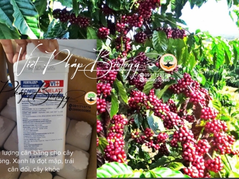 Hoạt động của Việt Pháp - 20/12 