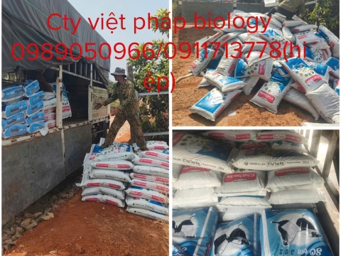 Hoạt động của Việt Pháp - 20/12 